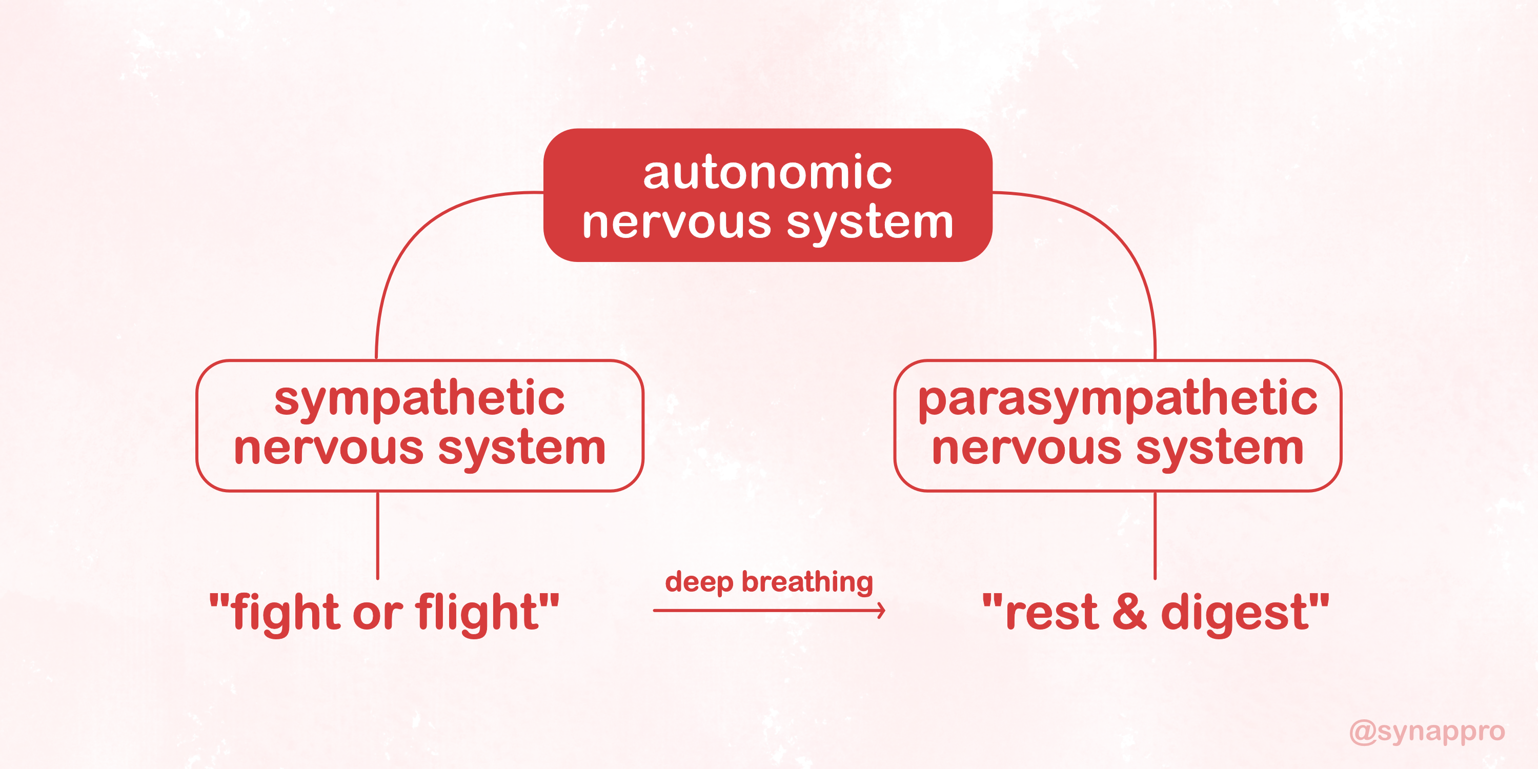 Flow chart of the autonomic nervous system and the effects of deep breathing A flow chart showing the autonomic nervous system branching into sympathetic and parasympathetic systems, with deep breathing illustrated as a bridge shifting the body from sympathetic to parasympathetic state