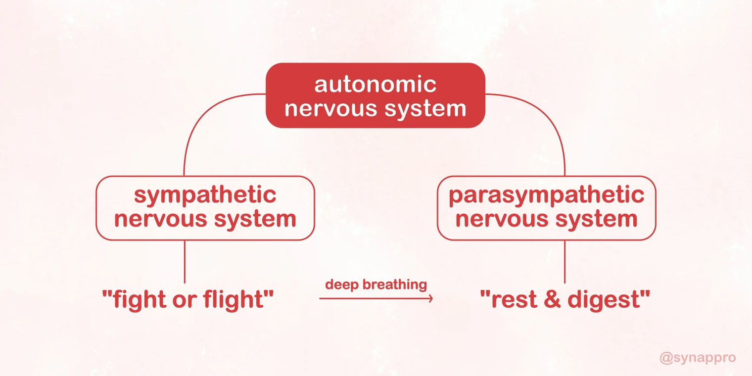 A flow chart showing the autonomic nervous system branching into sympathetic and parasympathetic systems, with deep breathing illustrated as a bridge shifting the body from sympathetic to parasympathetic state