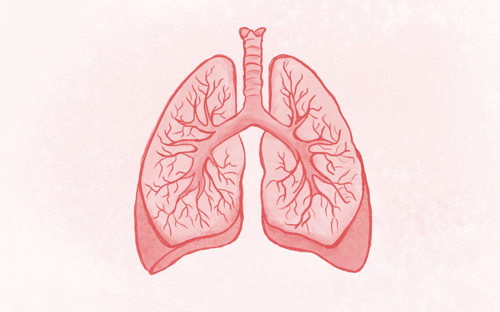 Illustration of a pair of human lungs